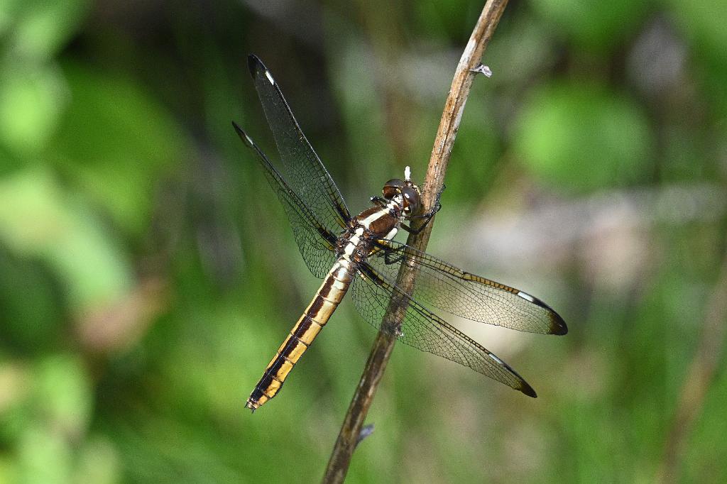 2025-07199756 Tower Hill Botanic Garden, MA.JPG - Spangled Skimmer Dragonfly (Libellula cyanea)(f). New England Botanic Garden at Tower Hill, MA, 7-19-2025